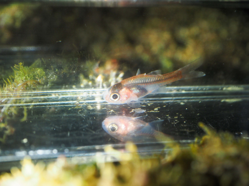 Apogon crassiceps observed 2025-01-03