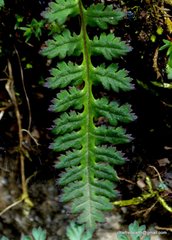 Pedicularis siphonantha