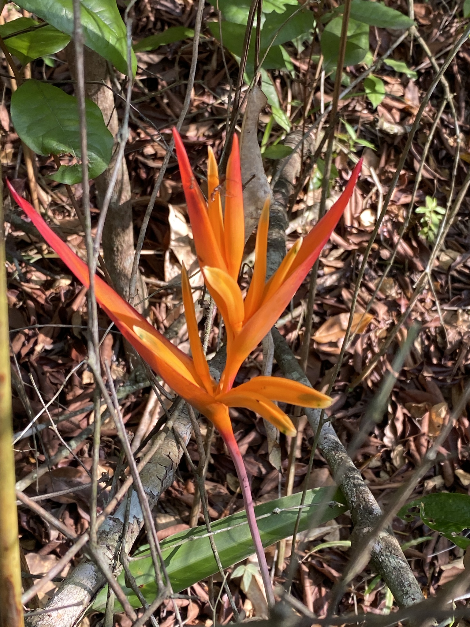 Heliconia psittacorum