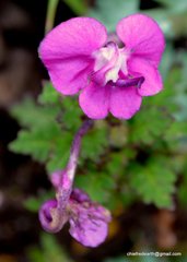 Pedicularis siphonantha