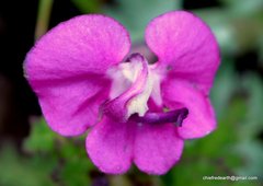Pedicularis siphonantha
