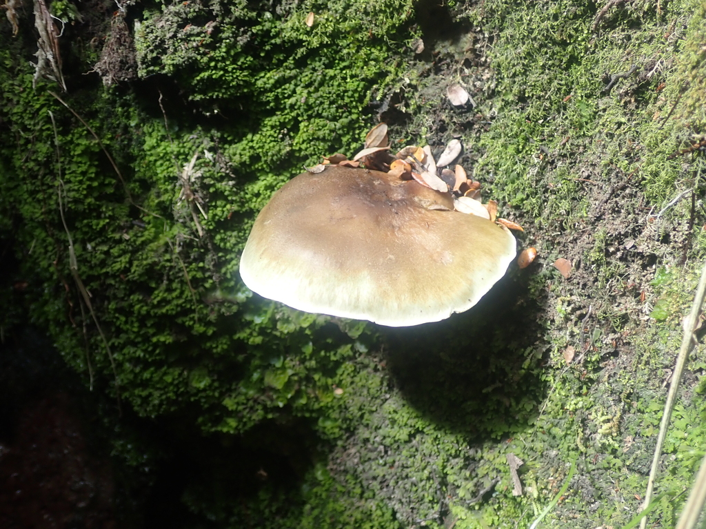 Tricholoma viridiolivaceum · February 2025 · photo: © pdbellbutler (iNaturalist, cc-by)