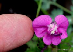 Pedicularis siphonantha