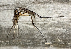 Psorophora howardii