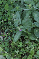 Nonea versicolor