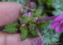 Pedicularis siphonantha