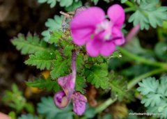 Pedicularis siphonantha