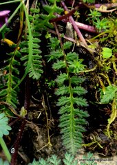 Pedicularis siphonantha