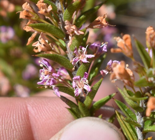 Spinetip Buchu (Agathosma pungens)