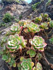 Aeonium haworthii