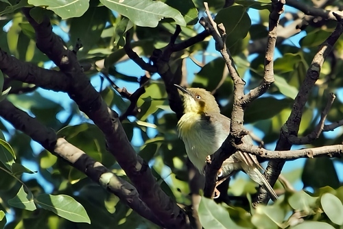 Green-capped Eremomela (Eremomela scotops), photo 2