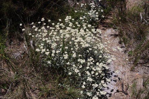 Image of Helichrysum pandurifolium by (c) Tony Rebelo, some rights reserved (CC BY-SA)