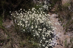 (c) Tony Rebelo, some rights reserved (CC BY-SA) Helichrysum pandurifolium, photograph (c) Tony Rebelo, some rights reserved (CC BY-SA)