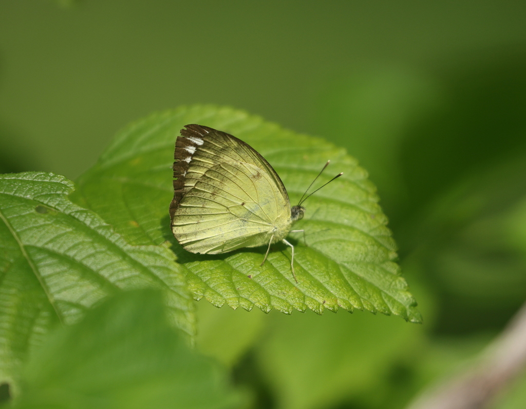 Ixias reinwardtii (Ixias reinwardtii)