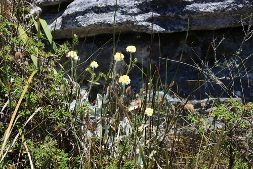 Image of Helichrysum grandiflorum by (c) Tony Rebelo, some rights reserved (CC BY-SA)