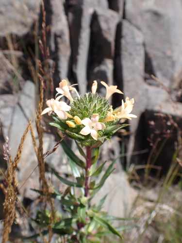 Collomia grandiflora