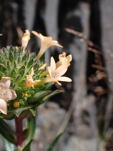 Large-flowered Collomia