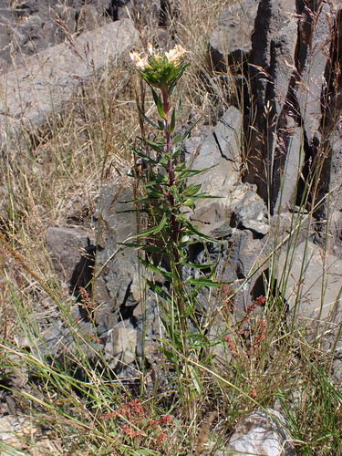 Collomia grandiflora
