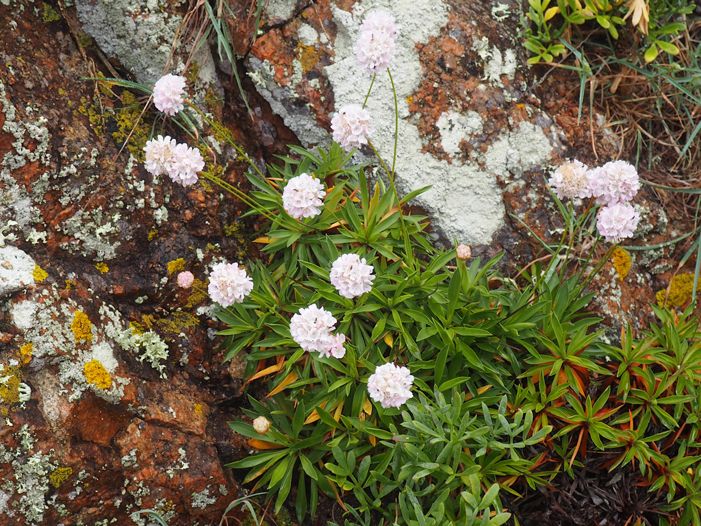 Berlengas Sea Pink
