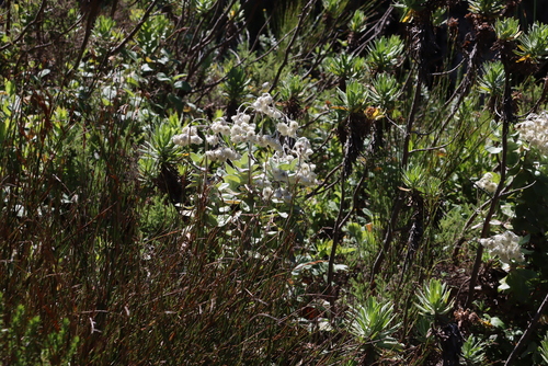 Image of Helichrysum fruticans by (c) Tony Rebelo, some rights reserved (CC BY-SA)