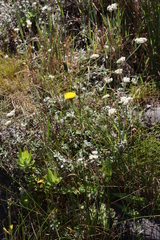 (c) Tony Rebelo, some rights reserved (CC BY-SA) Helichrysum pandurifolium, photograph (c) Tony Rebelo, some rights reserved (CC BY-SA)