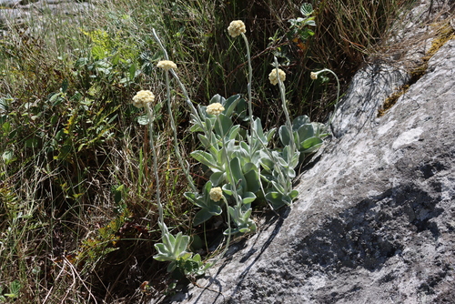Image of Helichrysum grandiflorum by (c) Tony Rebelo, some rights reserved (CC BY-SA)
