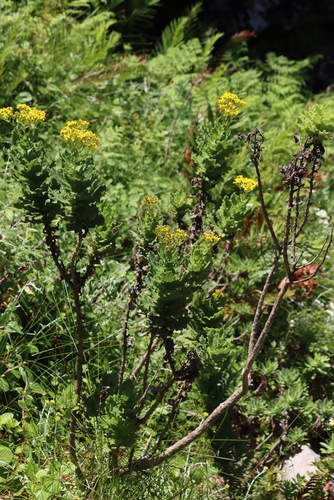 Image of Senecio rigidus by (c) Tony Rebelo, some rights reserved (CC BY-SA)