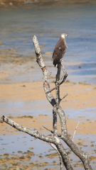 Haliaeetus vociferoides