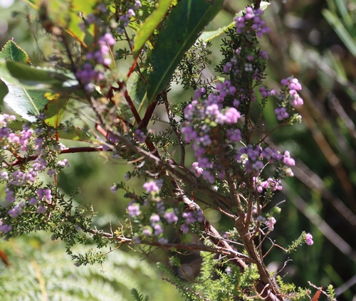 Image of Erica hirtiflora by (c) Tony Rebelo, some rights reserved (CC BY-SA)
