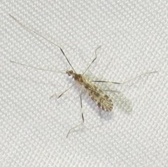 Erioptera