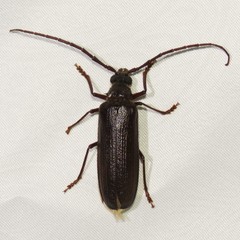 Tragosoma spiculum