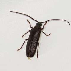Tragosoma spiculum