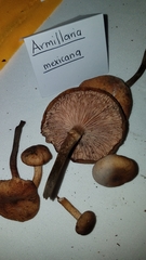 Armillaria mexicana