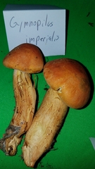 Gymnopilus imperialis