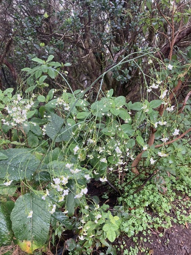 Crambe strigosa, photograph 6