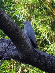 Polyboroides radiatus