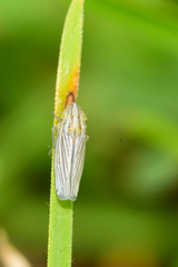 Plesiommata mollicula