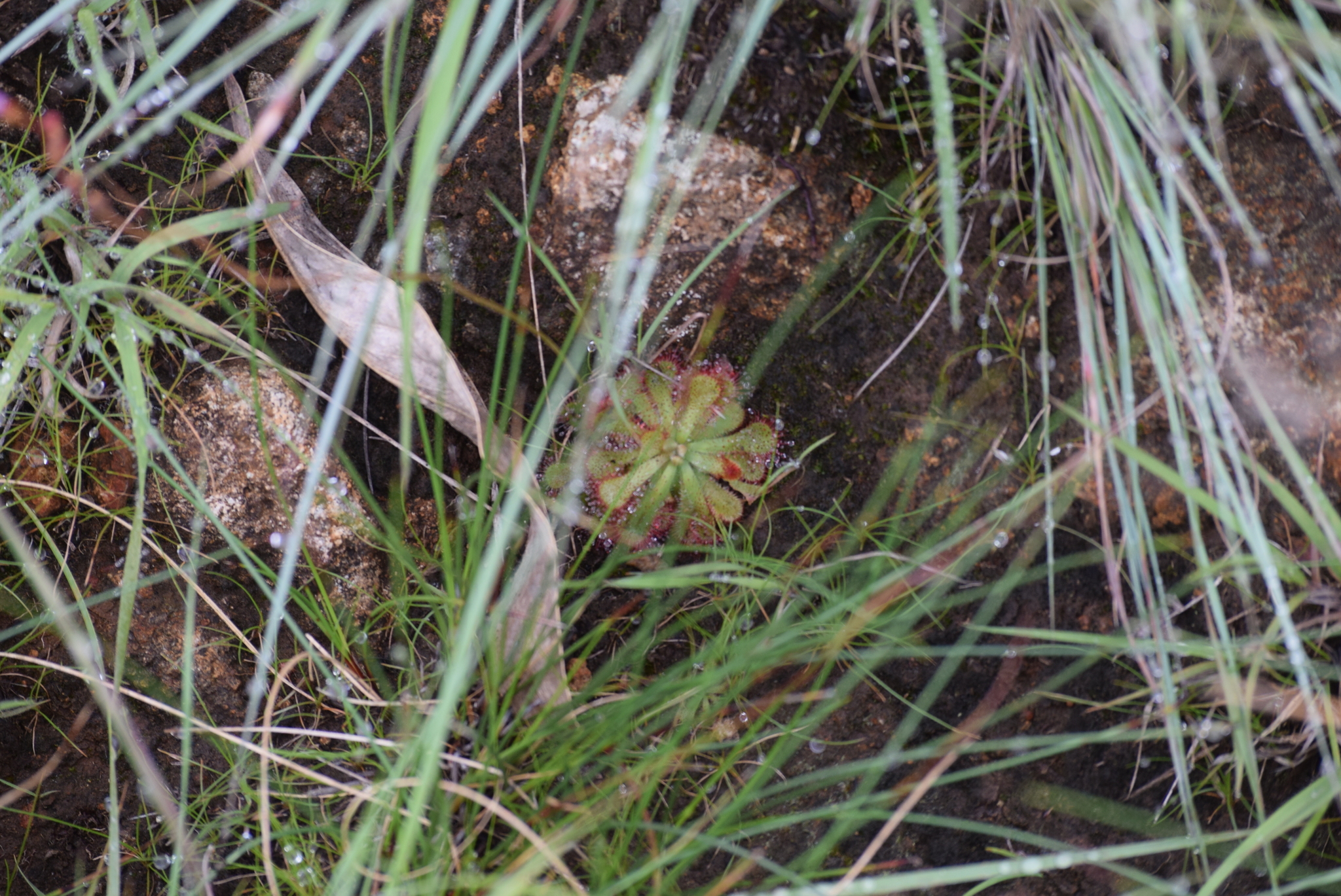 Imagem de Drosera natalensis é conhecida popularmente como "droséra"