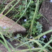 Lobelia chamaepitys 2