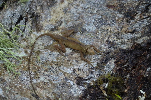 Hidalgo Anole