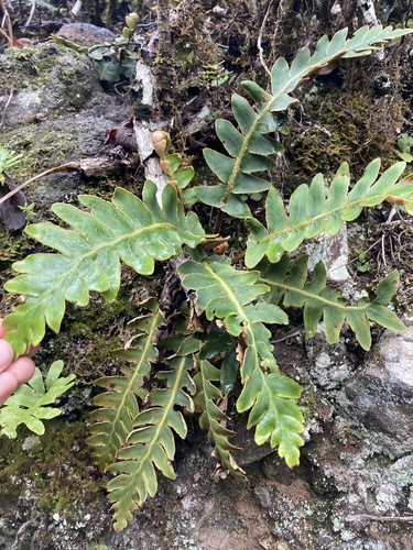 Asplenium aureum, photograph 4