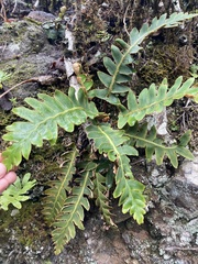Asplenium aureum, photograph author not stated, no rights reserved