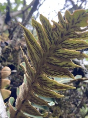 Asplenium aureum, photograph author not stated, no rights reserved