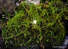 Juncus thomsonii