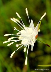 Juncus thomsonii