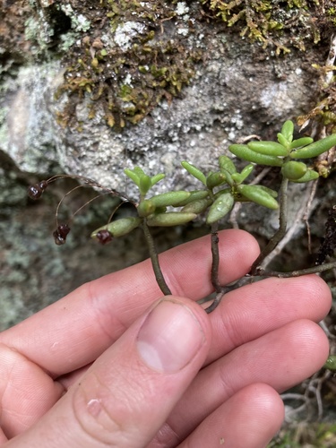 Monanthes anagensis