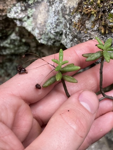 Monanthes anagensis