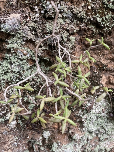 Monanthes anagensis