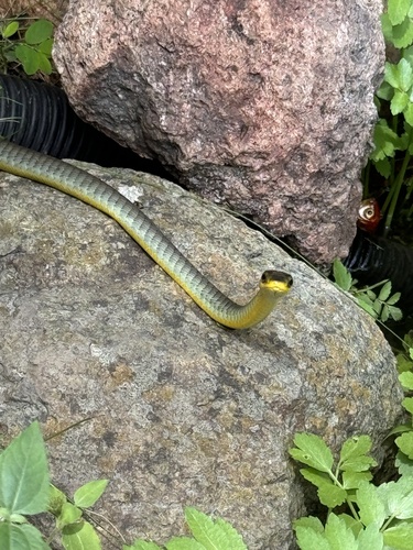 Common Tree Snake sighting