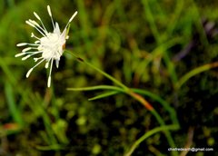 Juncus thomsonii
